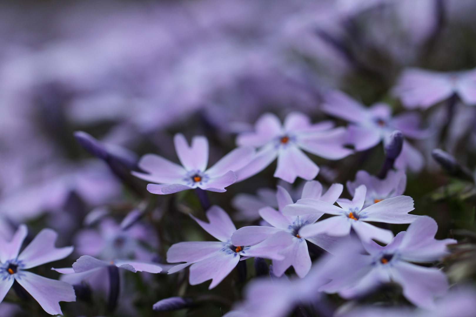 Polster-Phlox