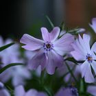 Polster - Phlox