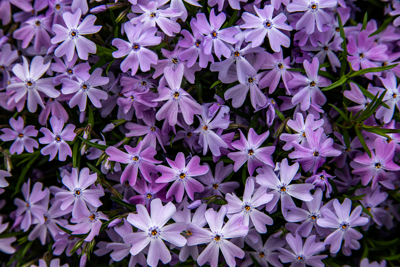 Polster-Phlox