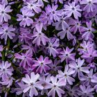 Polster-Phlox