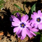 Polster Phlox