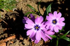 Polster Phlox