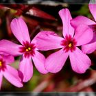 Polster-Phlox