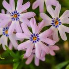 Polster Phlox