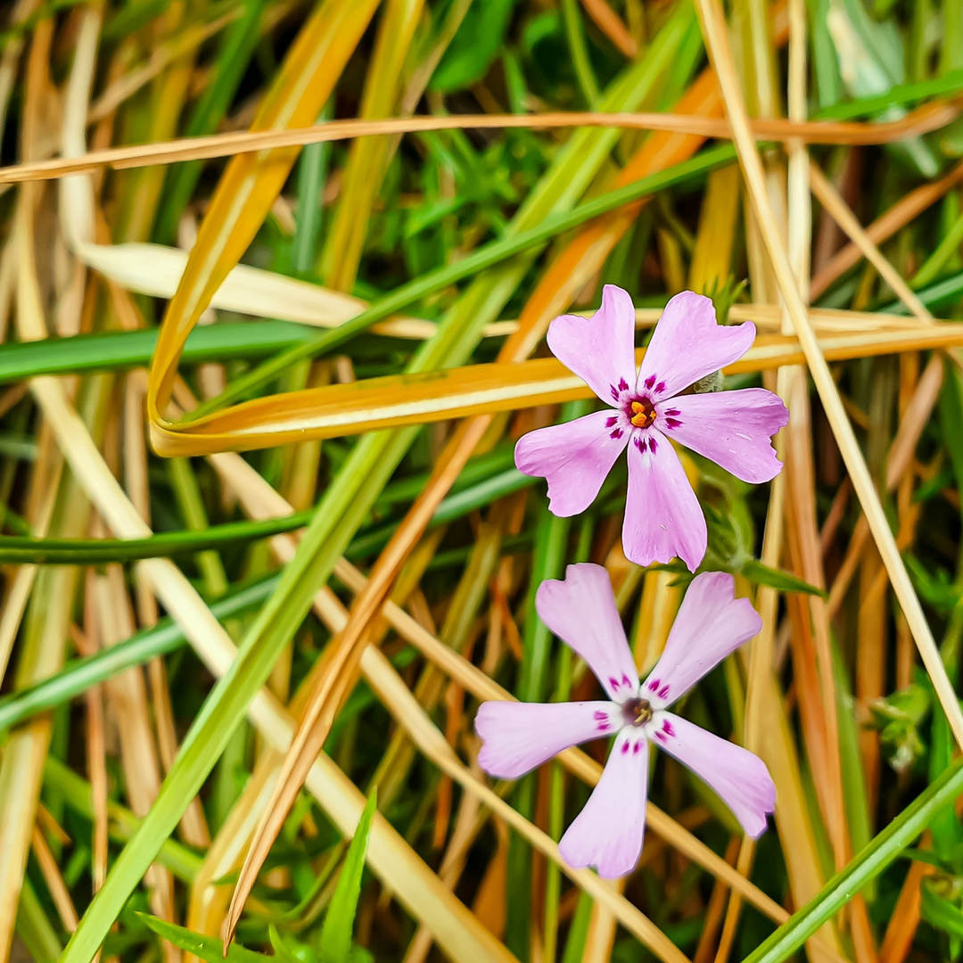 Polster-Phlox