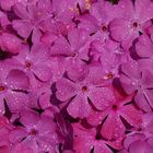 Polster Phlox Mc Daniels Cushion 3D