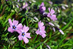 Polster-Phlox (Phlox subulata)