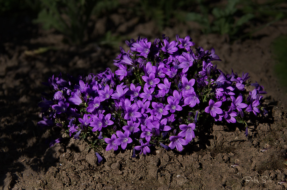 Polsterglockenblumen