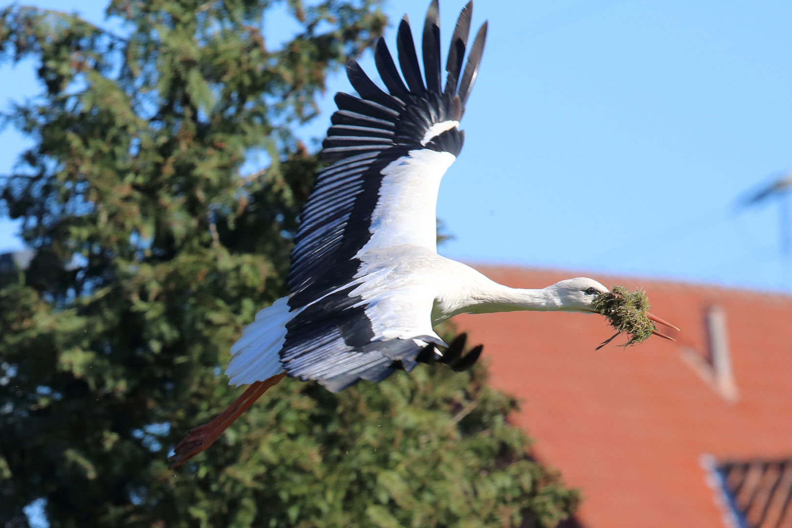 Polstermaterial für das Nest