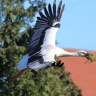 Polstermaterial für das Nest