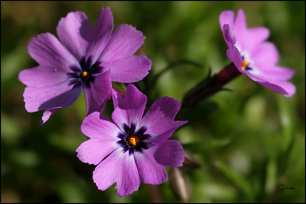 Polsterphlox ...