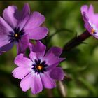 Polsterphlox ...