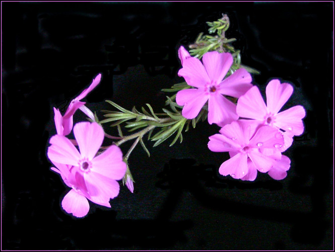 Polsterphlox (1. Versuch)