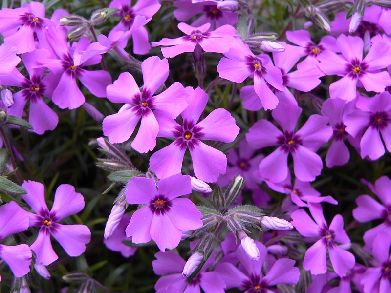 polsterphlox