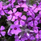 polsterphlox