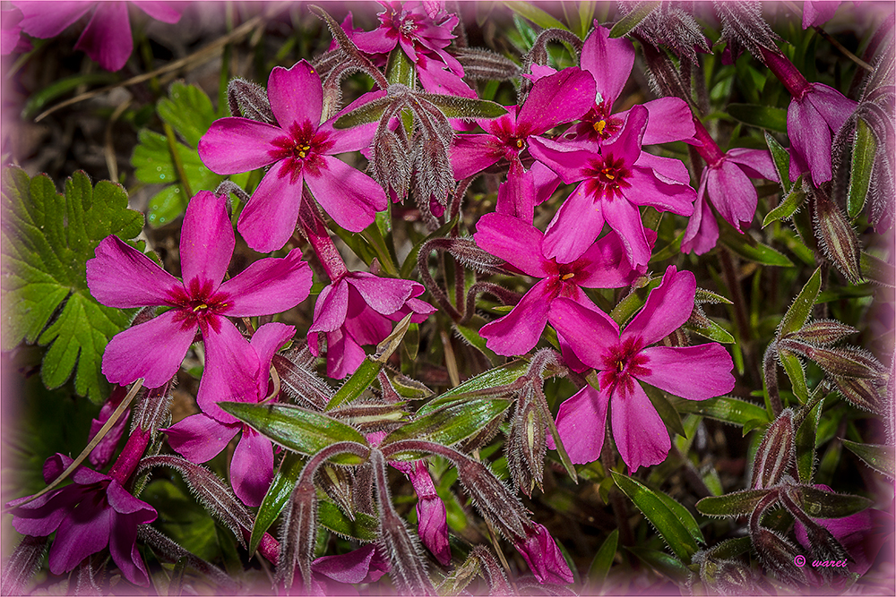 Polsterphlox