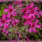 Polsterphlox