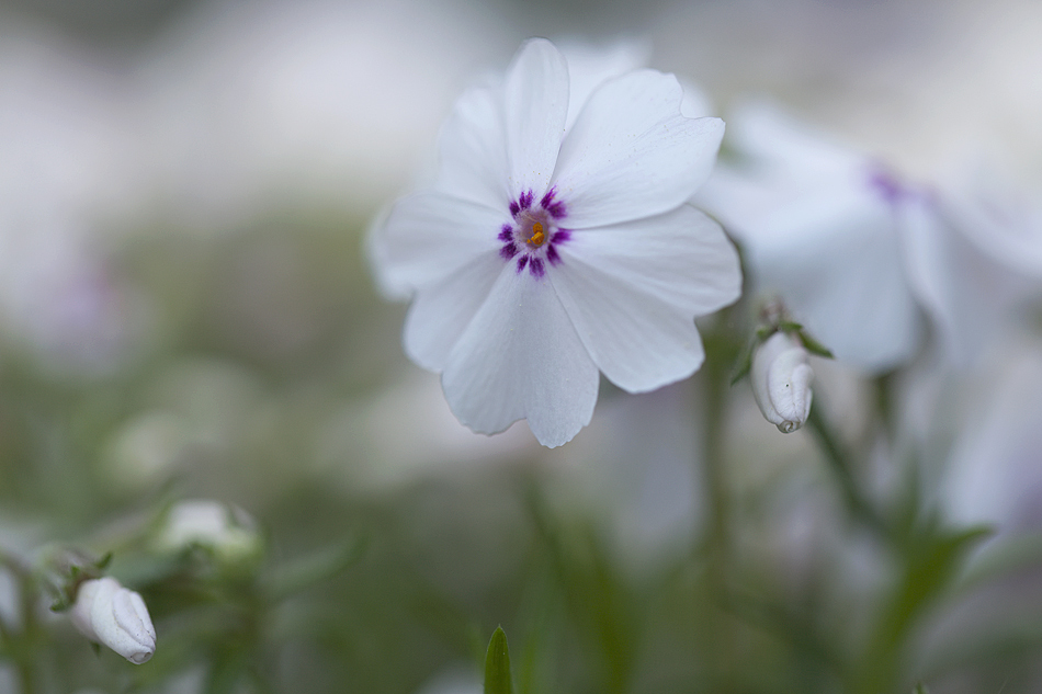 Polsterphlox