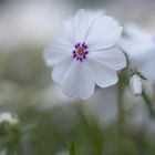 Polsterphlox