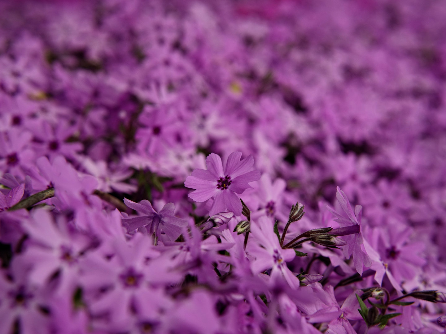 Polsterphlox