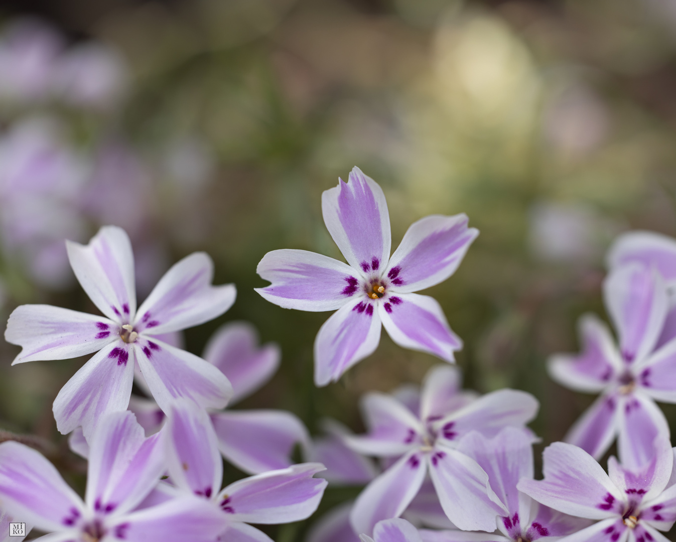 Polsterphlox - Flammenblume