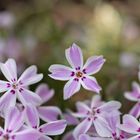 Polsterphlox - Flammenblume