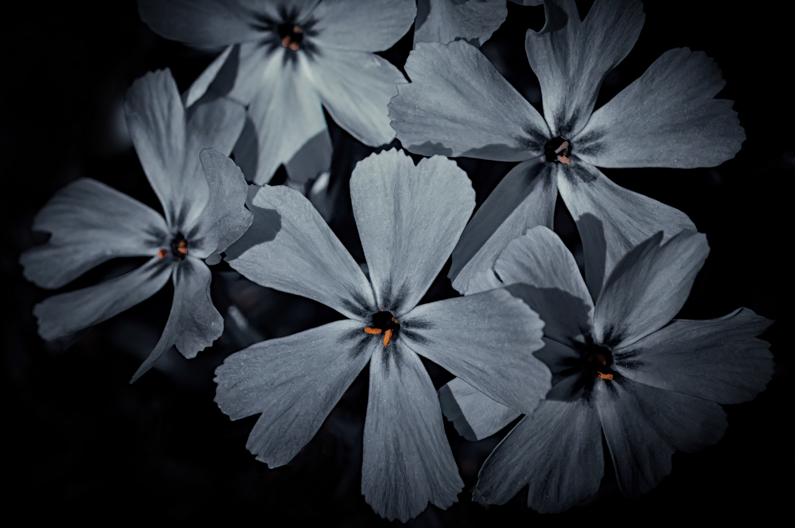 Polsterphlox mal anders