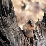 poltrona per marmotta