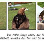 Polux, der Steinadler