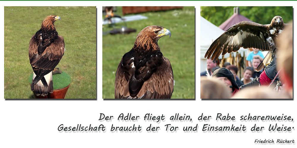 Polux, der Steinadler