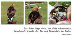 Polux, der Steinadler