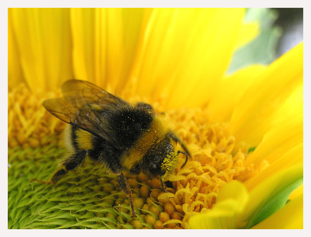 Polvere di girasole