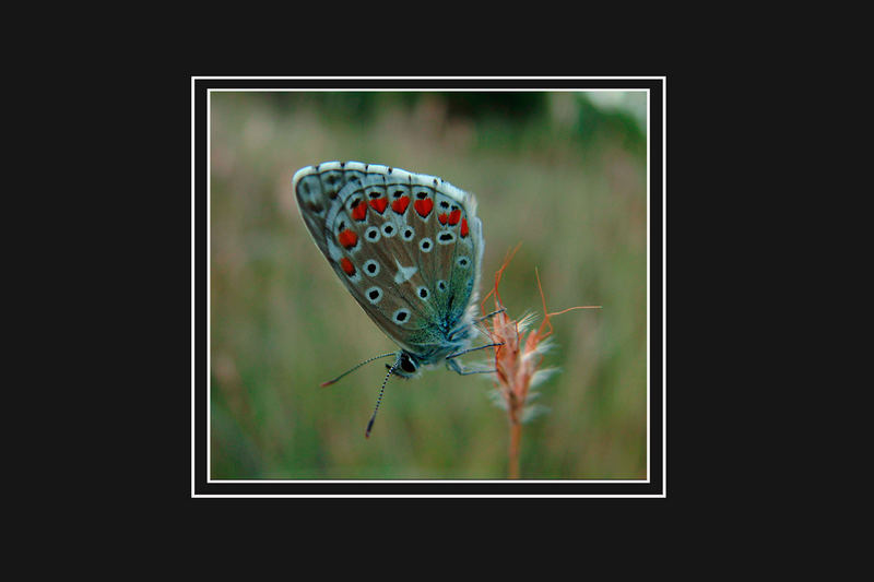 POLYAMMATUS ICARUS