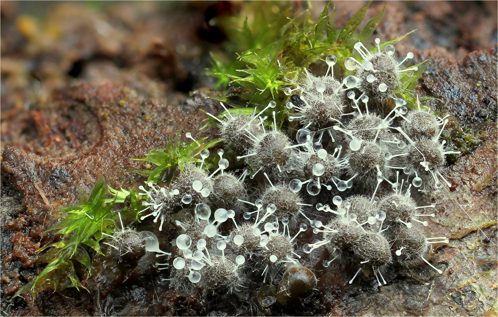 Polycephalomyces tomentosus