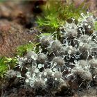 Polycephalomyces tomentosus