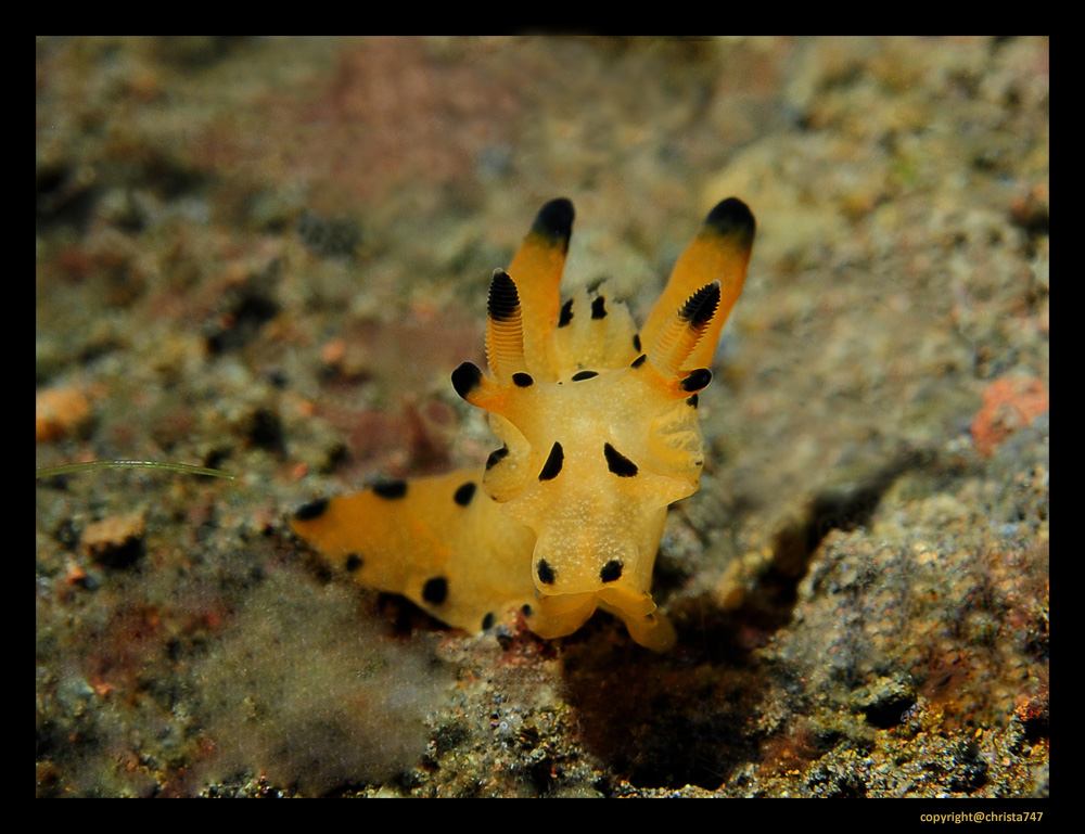 Polyceridae Nacktschnecke