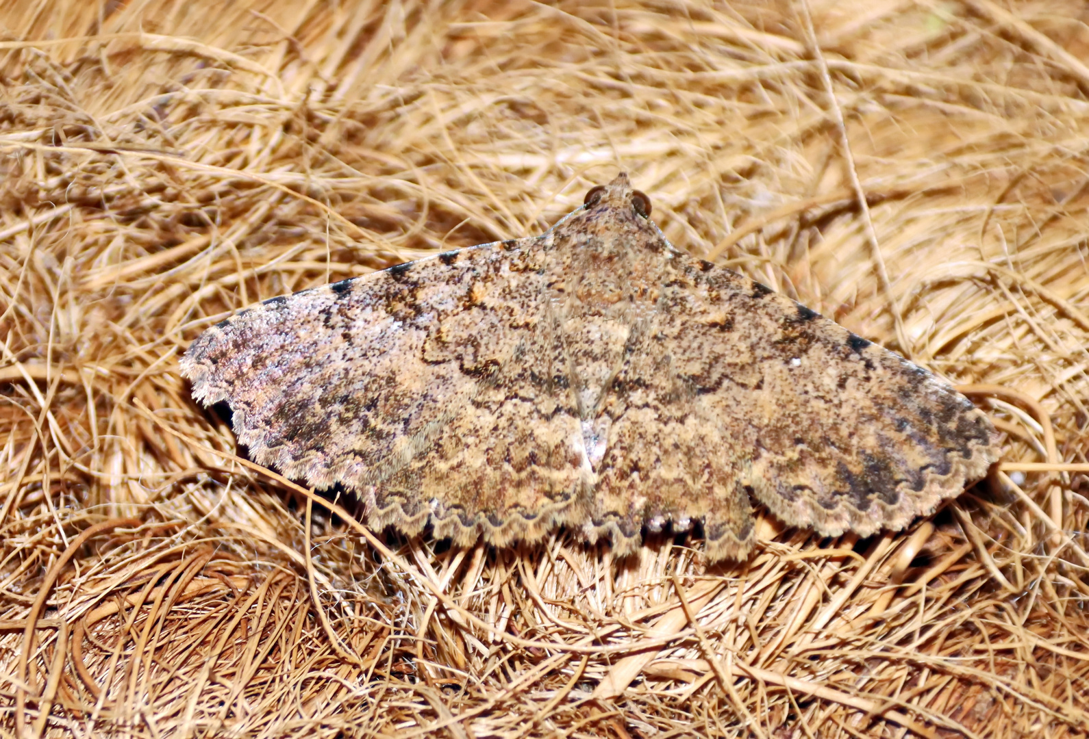 Polydesma umbricola