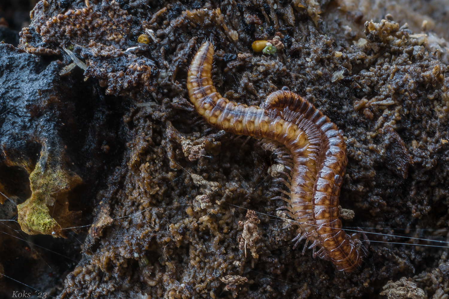 Polydesmida Foto & Bild tiere, wildlife, wildlife sonstige tiere