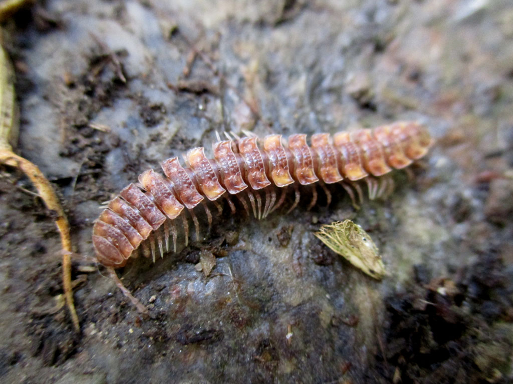  Polydesmus angustus-Bandfüssler 