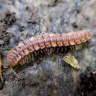  Polydesmus angustus-Bandfüssler 