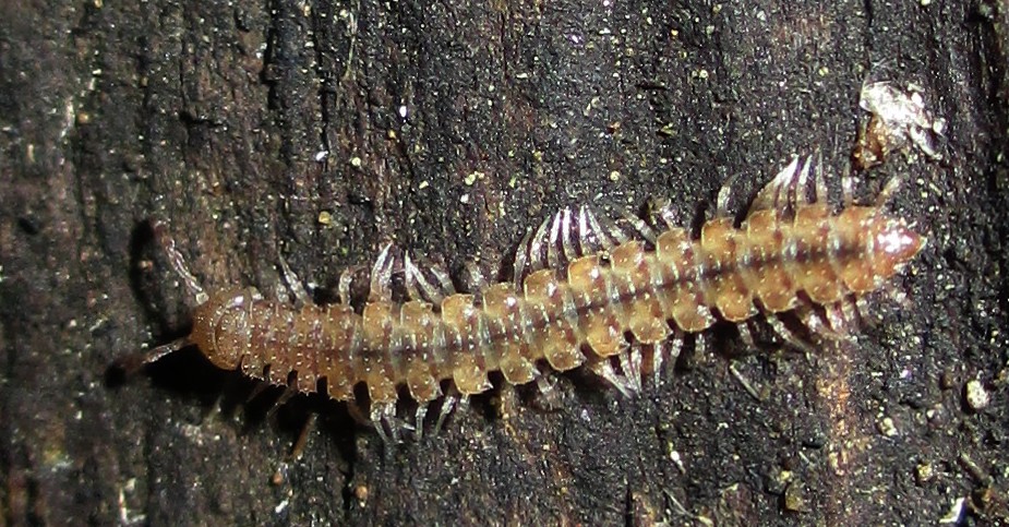 Polydesmus angustus (LATZEL, 1884)