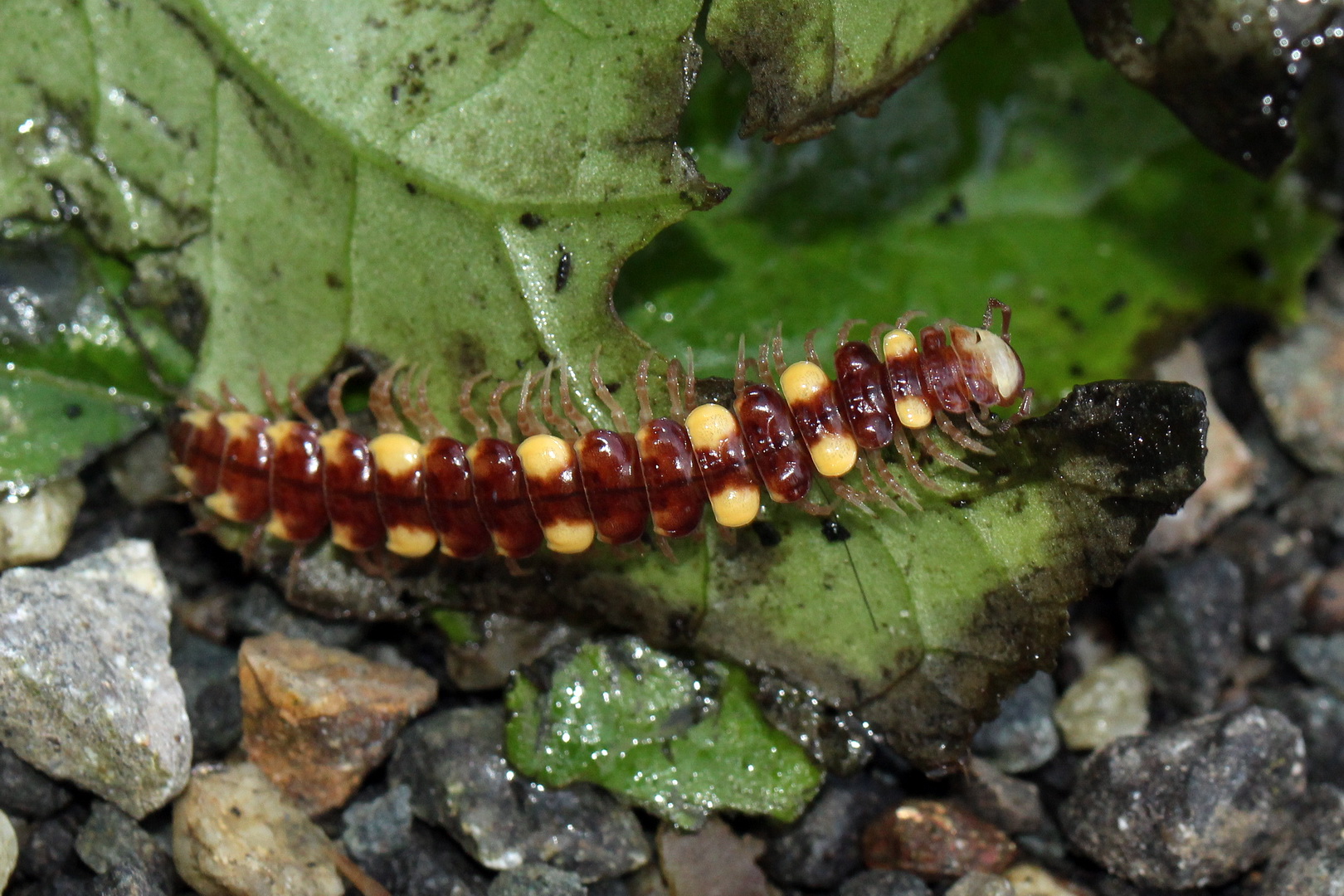 Polydesmus collaris