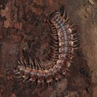 Polydesmus complanatus (Diplopoda, Doppelfüßer) - ...