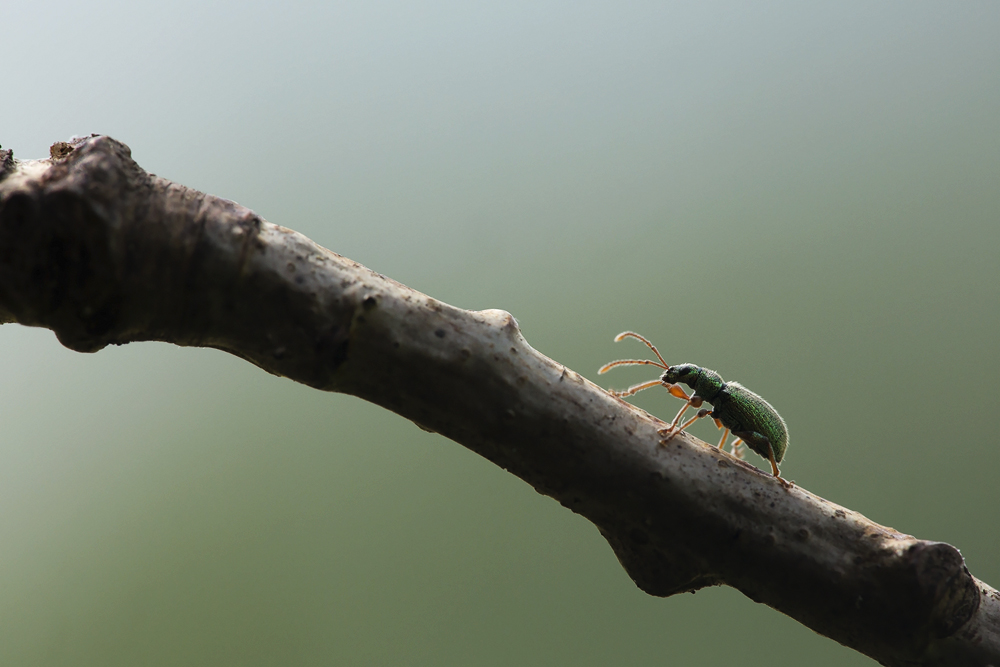 Polydrusus formosus