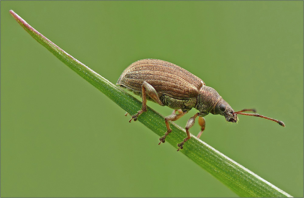 Polydrusus marginatus