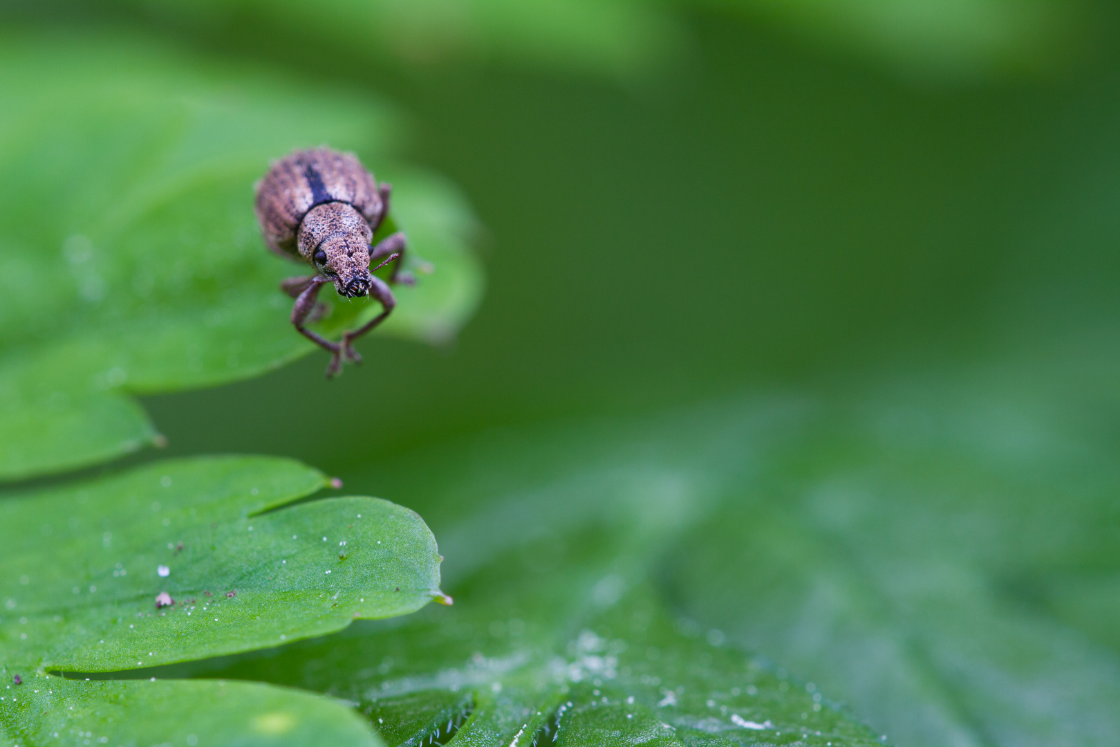 Polydrusus mollis