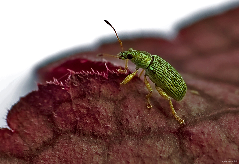 Polydrusus sericeus - Glanzrüssler