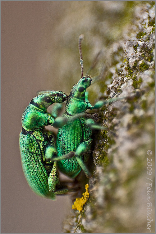 Polydrusus sericeus - Rüsselkäfersex