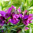 Polygala