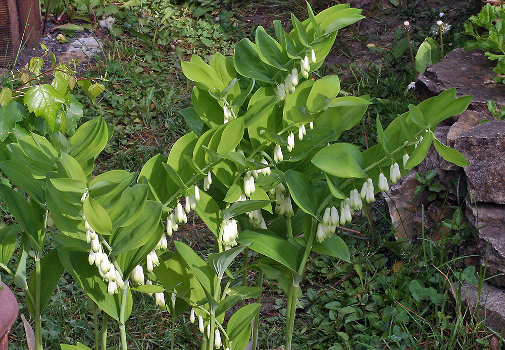 Polygonatum latifolium - Breitblättriges Salomonsiegel oder  ...Weißwurz